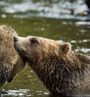 bear watching holiday british columbia