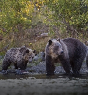 glaciers and grizzlies cruise holiday