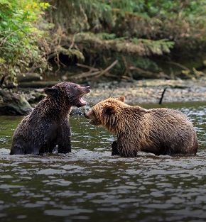 grizzly bears and pacific shores