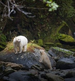 wonders of the spirit bear holiday