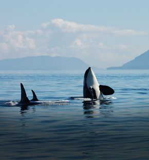 whales, bears and vancouver island fly drive