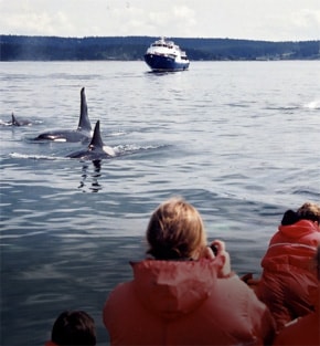 pacific rim whales and bears
