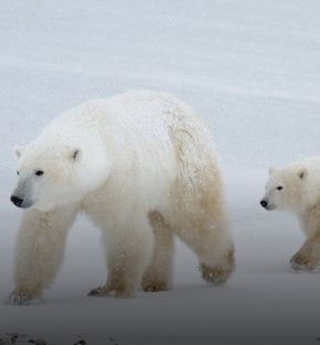 polar bear expedition holiday