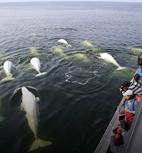 arctic summer adventure