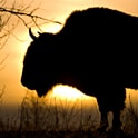 protecting canada's wildlife