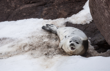 seal
