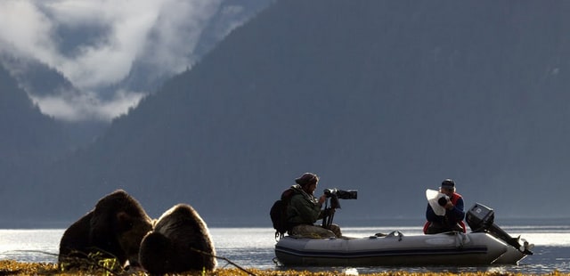 Bear watching from zodiac boat